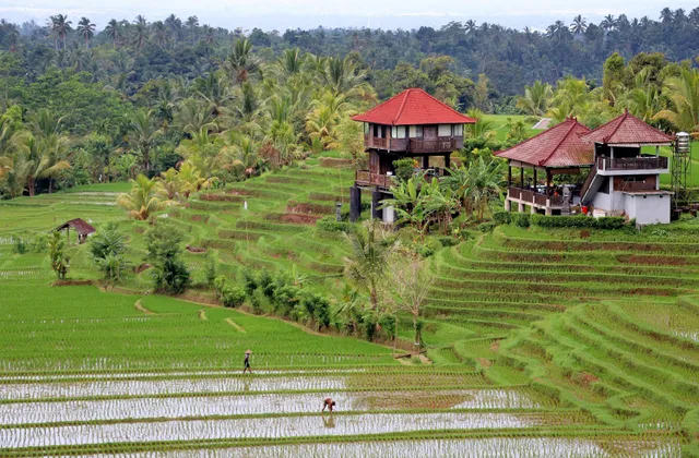 Terraced rice paddies with traditional wooden pavilions overlooking a lush green valley in Bali